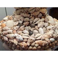 a bunch of sea shells stacked on top of each other