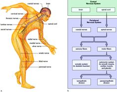 diagram of the nervous system and its major functions in human body anatomy, including peripherals