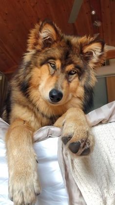 a dog laying on top of a bed next to a pillow and blanket with its paw hanging out