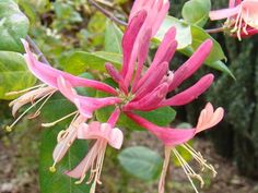 a pink flower with green leaves in the background