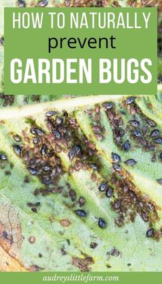 how to naturally prevent garden bugs