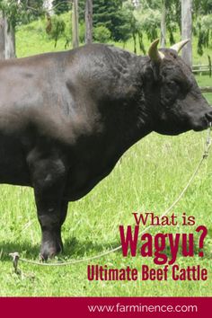 a large black cow standing on top of a lush green field