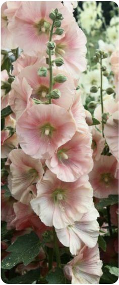 pink flowers are blooming in the garden