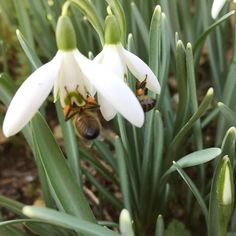 two bees are sitting on some white flowers