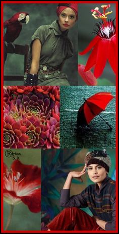 a collage of photos with red flowers and birds