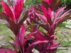 red and green plants in a garden area