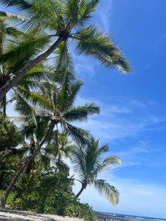 people are walking on the beach near palm trees