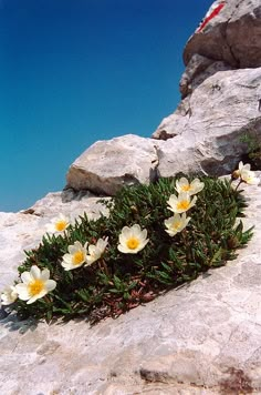 flowers growing out of the rocks on top of a mountain