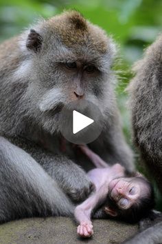 two monkeys sitting next to each other on top of a rock