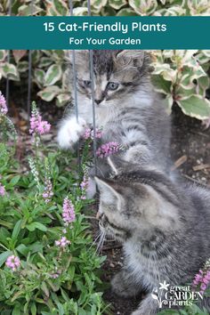 two kittens playing in the garden with purple flowers and plants behind them, text reads 15 cat - friendly plants for your garden