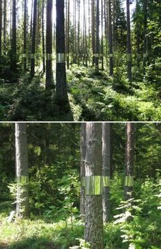 two pictures of trees in the woods