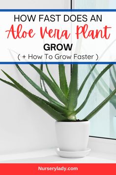 an aloe vena plant with text overlay how fast does an aloe vena plant grow?