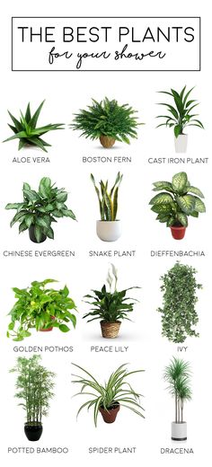 the best plants for your houseplant