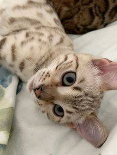 two cats laying on top of a bed next to each other and one cat has it's tongue hanging out