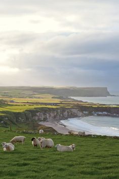 a herd of sheep standing on top of a lush green field next to the ocean