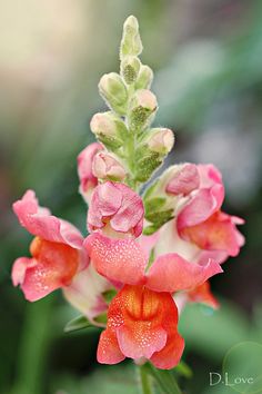 pink and red flowers with green leaves in the background