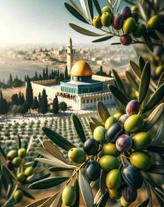 olives growing on an olive tree in front of the dome of the rock mosque