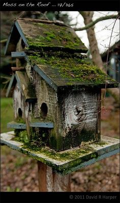 a bird house with moss on the roof