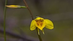 a single yellow flower with green stems in the foreground