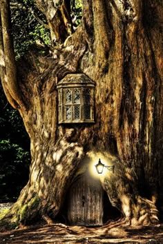 an old tree with a lantern in it