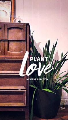 a plant sitting next to an old piano with the words plant love written on it