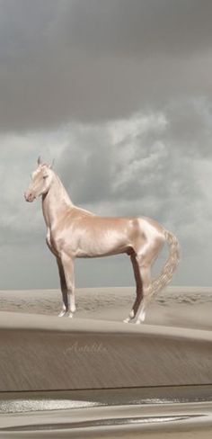 a white horse standing on top of a sandy beach under a cloudy sky with dark clouds