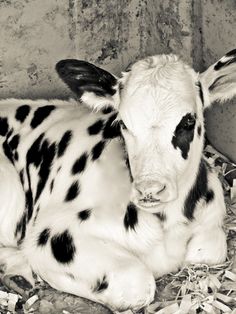 a black and white photo of a baby cow laying on the ground in its pen