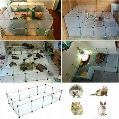 several pictures of various animals in an enclosure and on the floor, including a mouse