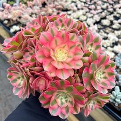 a hand holding a pink and green succulent plant