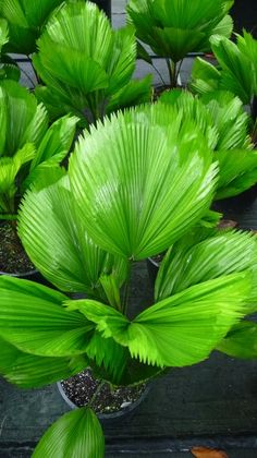 large green leaves in a potted planter on the ground next to other plants