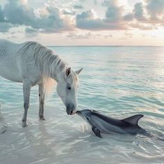 a white horse standing next to a dolphin in the ocean