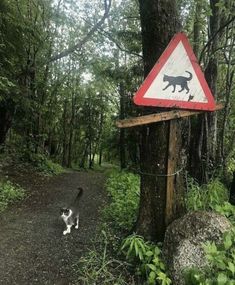 a cat walking down a dirt road next to a sign with a dog on it