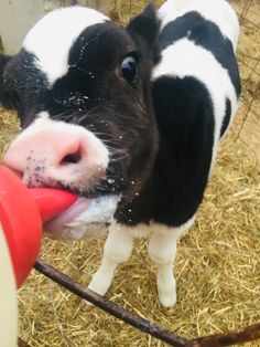 a small black and white cow chewing on a red toy