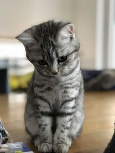 a small gray kitten sitting on top of a wooden table