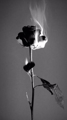 Rose On Fire, Grey Aesthetic, Black And White Photo Wall, Black And White Picture Wall, Dark Phone Wallpapers, Gray Aesthetic, Gothic Aesthetic, Black Wallpaper Iphone, Dark Wallpaper Iphone