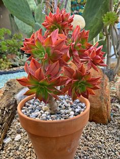 a small potted plant with red flowers in it's center surrounded by gravel and rocks