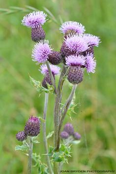 some purple flowers are growing in the grass