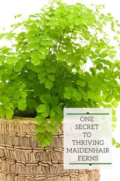 a green plant in a woven basket with the words one secret to thriving maidenhair ferns