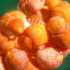 many orange shells are in the palm of someone's hand