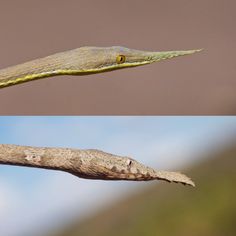 two different pictures of a snake's head on a branch