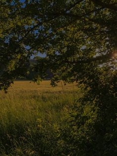 the sun shines brightly through some trees in an open field