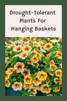 Drought-Tolerant Plants For Hanging Baskets Edging Plants, Indoor Plant Wall, Plant Zones, Hanging Plant Wall, Vertical Gardening, Hanging Flower Baskets, Plants For Hanging Baskets, Bathroom Plants