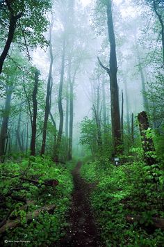 a path in the middle of a green forest