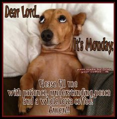 a brown dog laying on top of a bed next to a white pillow with the words dear lord it's monday