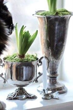 two silver vases with plants in them sitting on a window sill next to a cat