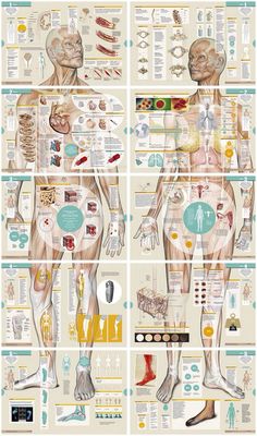 the human body is shown with different types of organs and their corresponding parts in each section