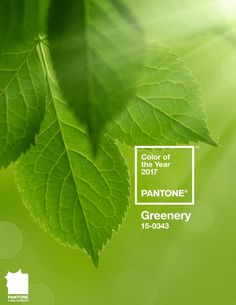 the color of the year is pantone's greenery on instagrams