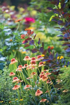 an assortment of colorful flowers and plants in a garden with lots of greenery on the side