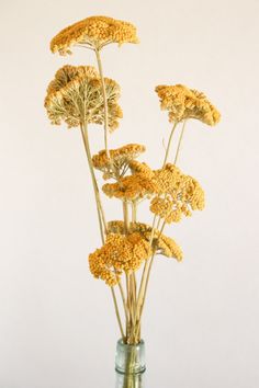 some yellow flowers are in a glass vase