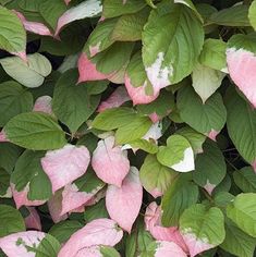 pink and green leaves with white spots on them